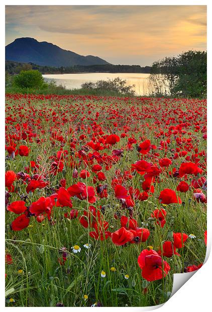 Field of poppies at the lake Print by Guido Montañes