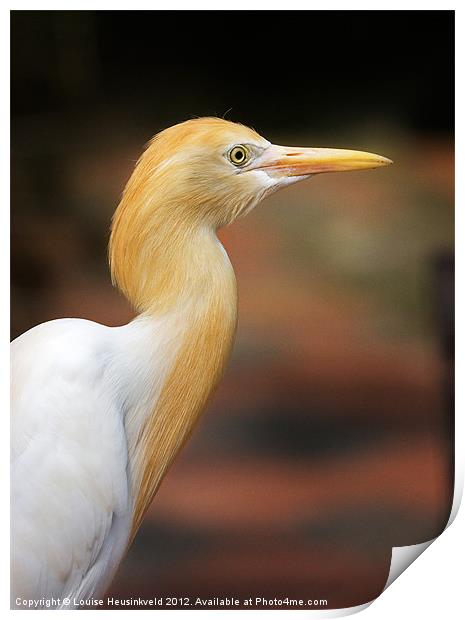 Cattle Egret Print by Louise Heusinkveld