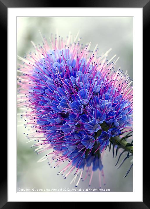 Blue Bloom Framed Mounted Print by Jacqueline Love