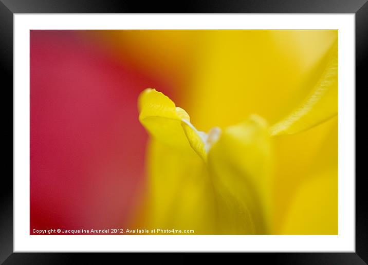 Abstract Daffodil and Tulip Flowers Framed Mounted Print by Jacqueline Love