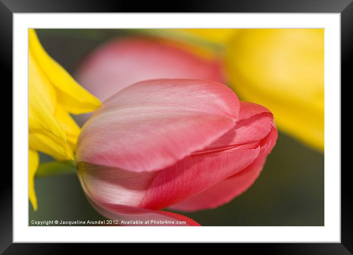 Pink Tulip Flower Framed Mounted Print by Jacqueline Love
