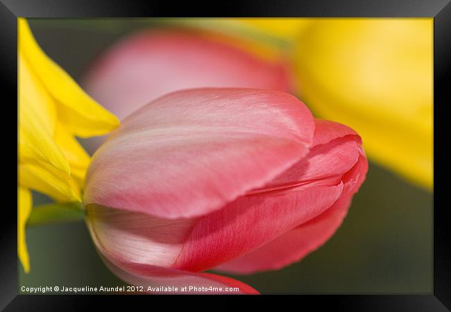 Pink Tulip Flower Framed Print by Jacqueline Love
