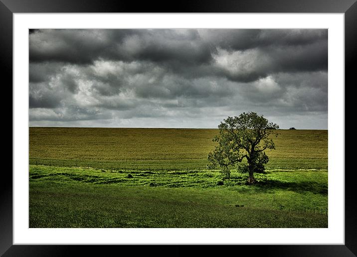 Lonely Tree Framed Mounted Print by David White