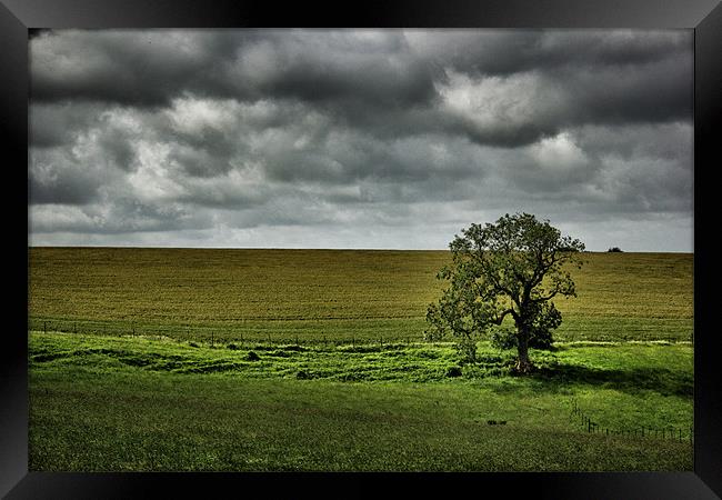 Lonely Tree Framed Print by David White