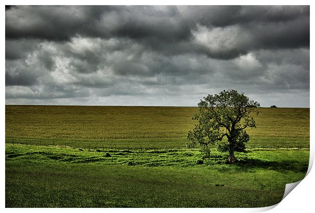 Lonely Tree Print by David White