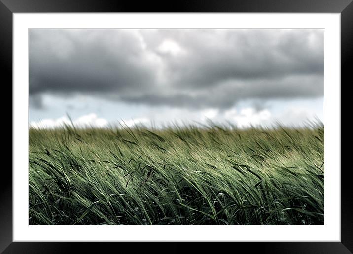 A field of young wheat Framed Mounted Print by David White
