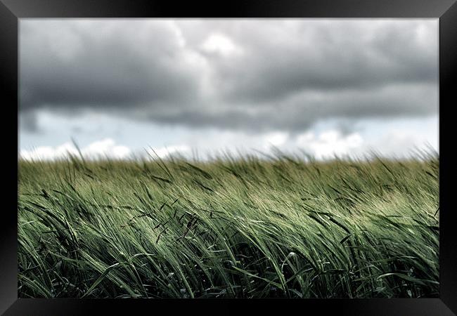 A field of young wheat Framed Print by David White