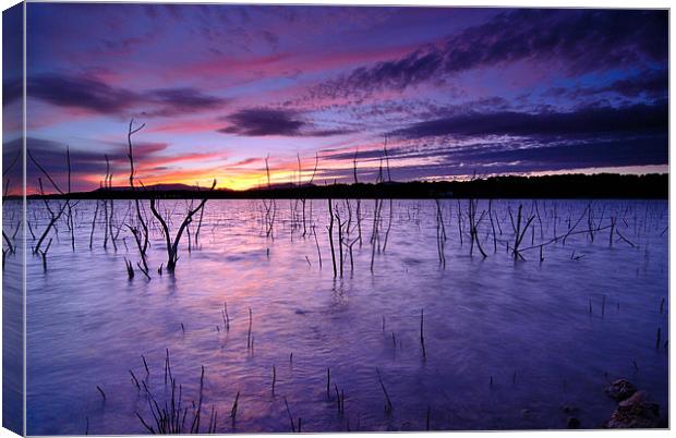 Purple waters Canvas Print by Guido Montañes