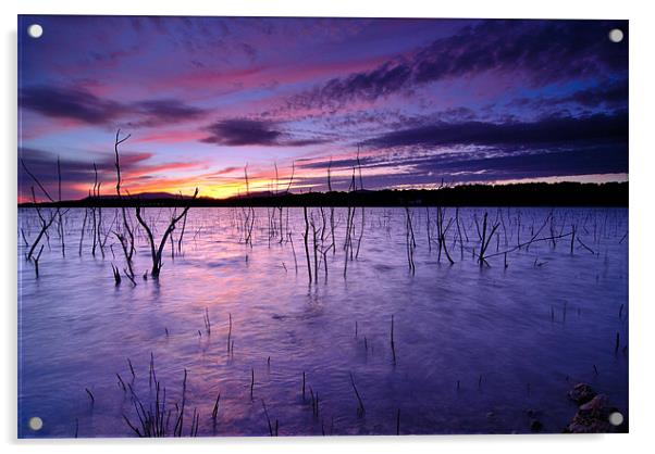 Purple waters Acrylic by Guido Montañes