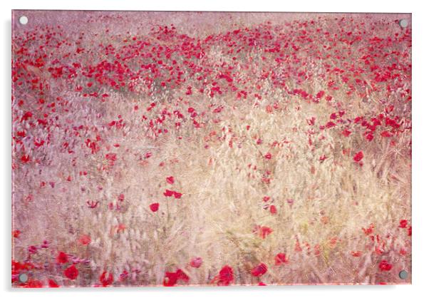 fields of poppies Acrylic by Guido Montañes