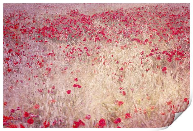 fields of poppies Print by Guido Montañes