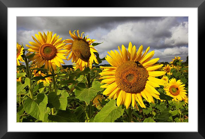 Sunflowers Framed Mounted Print by Darren Burroughs