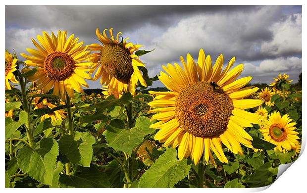 Sunflowers Print by Darren Burroughs