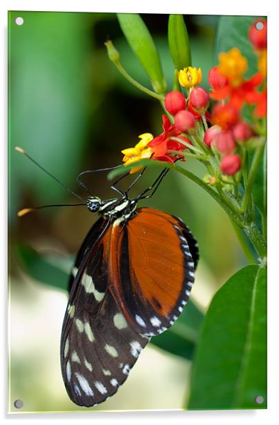 Butterfly Eating Acrylic by Gemma Davis