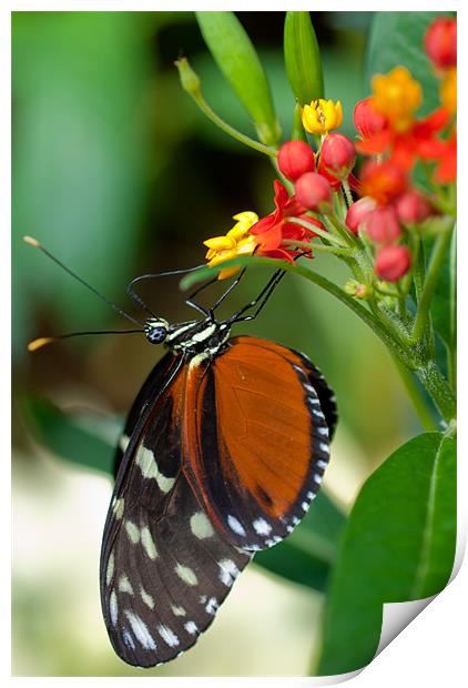 Butterfly Eating Print by Gemma Davis