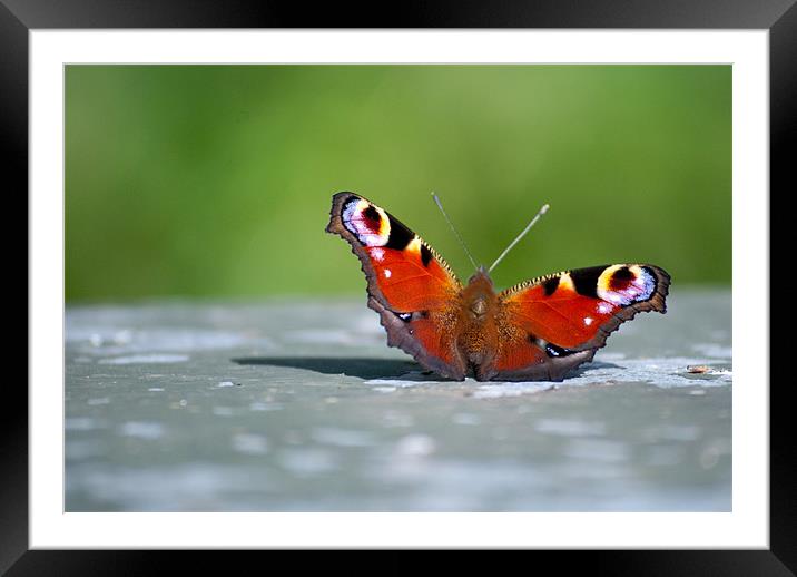 Peacock Butterfly Framed Mounted Print by Gemma Davis