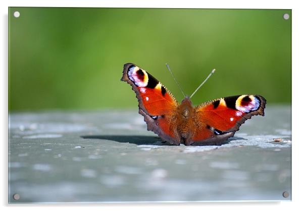 Peacock Butterfly Acrylic by Gemma Davis