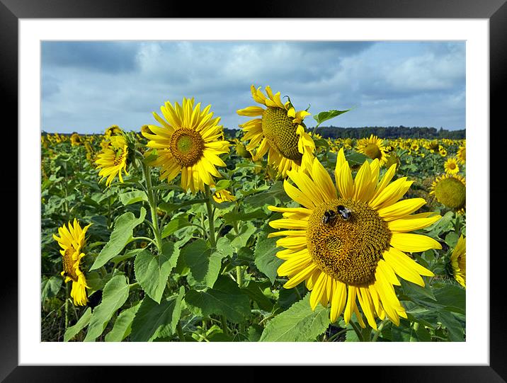 Bees On Sunflower Framed Mounted Print by Darren Burroughs
