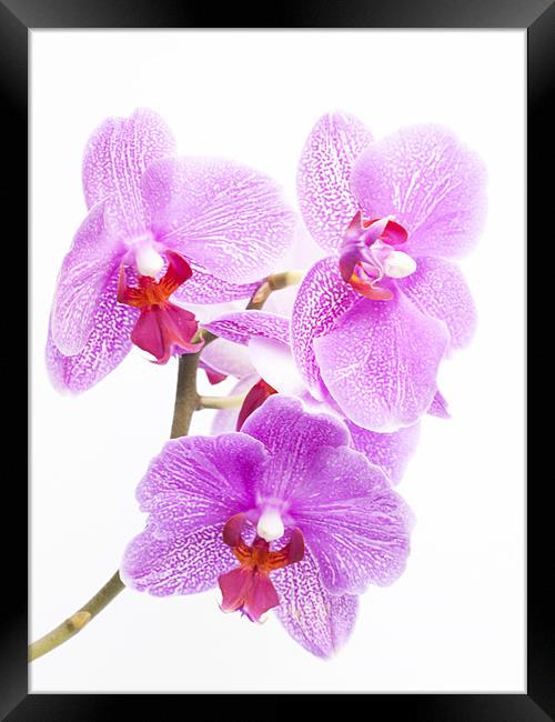 Orchids Framed Print by Clive Eariss
