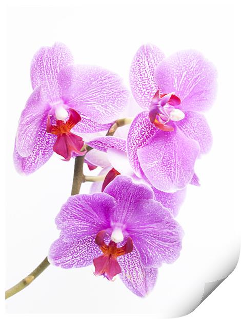 Orchids Print by Clive Eariss