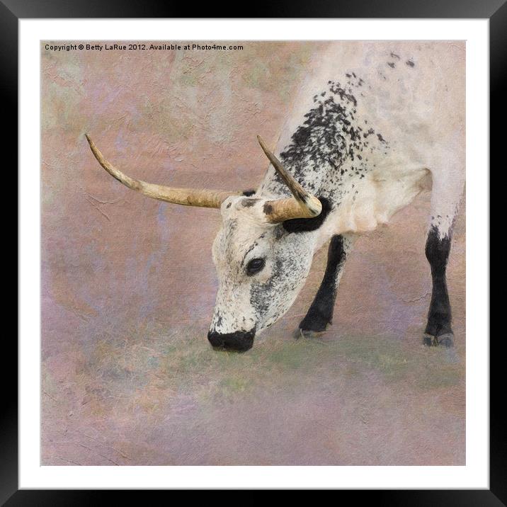 Texas Longhorn Grazing Framed Mounted Print by Betty LaRue