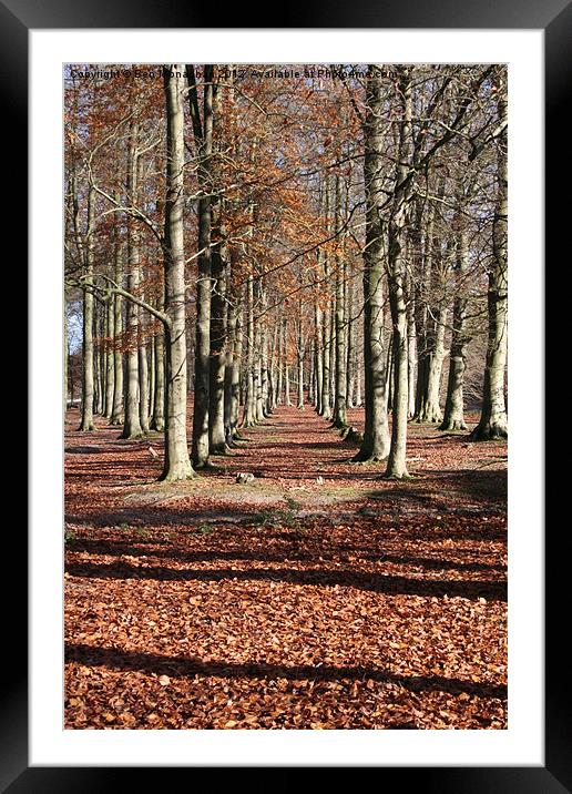 Autumn Wood Framed Mounted Print by Ben Monaghan