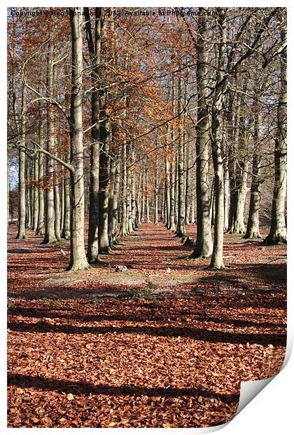 Autumn Wood Print by Ben Monaghan