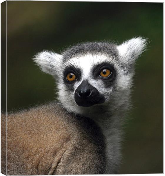 Ring-tailed lemur Canvas Print by Mike Gorton