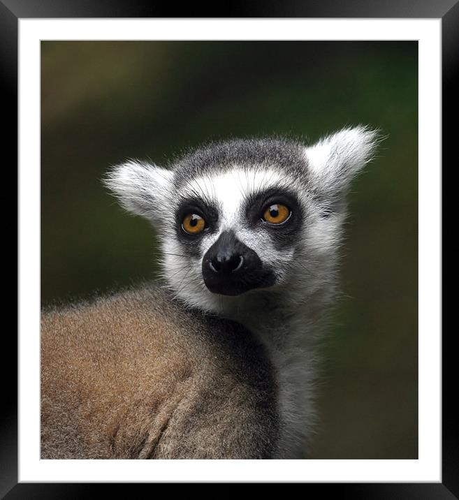 Ring-tailed lemur Framed Mounted Print by Mike Gorton