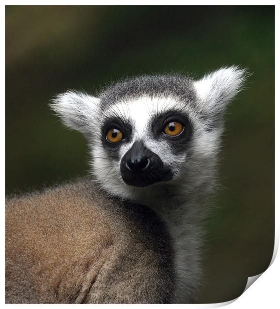 Ring-tailed lemur Print by Mike Gorton