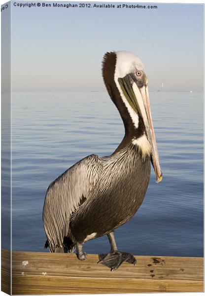 One footed Floridan Pelican Canvas Print by Ben Monaghan
