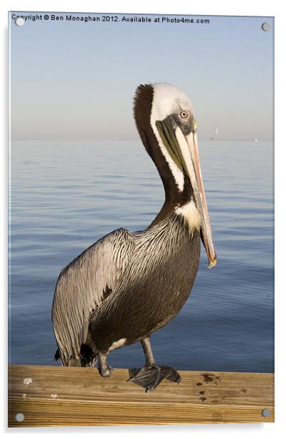 One footed Floridan Pelican Acrylic by Ben Monaghan