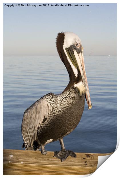 One footed Floridan Pelican Print by Ben Monaghan