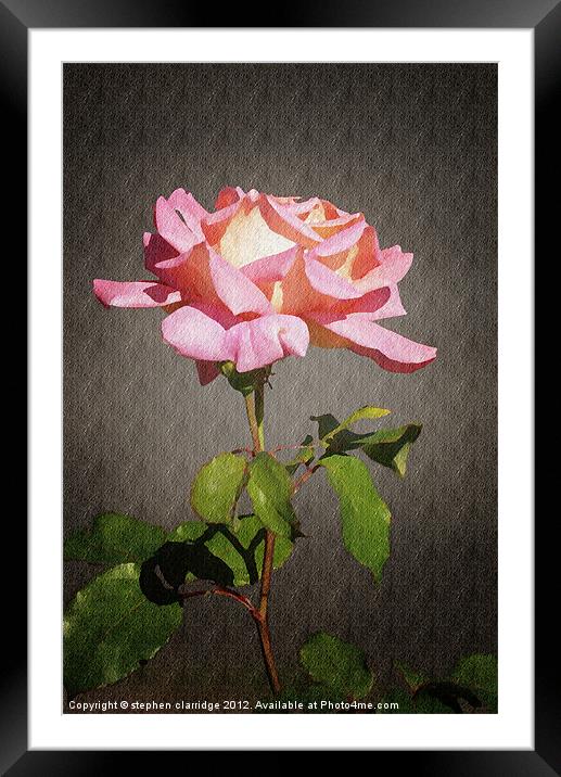 Single pink rose Framed Mounted Print by stephen clarridge