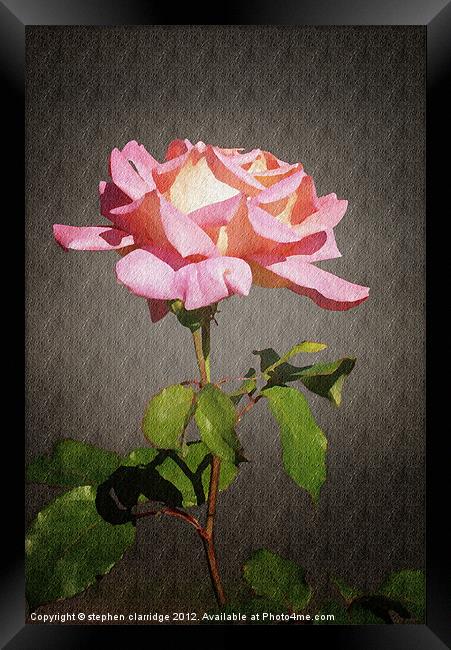 Single pink rose Framed Print by stephen clarridge