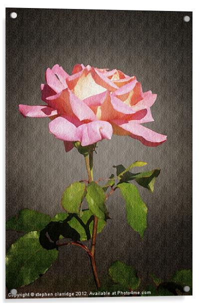 Single pink rose Acrylic by stephen clarridge