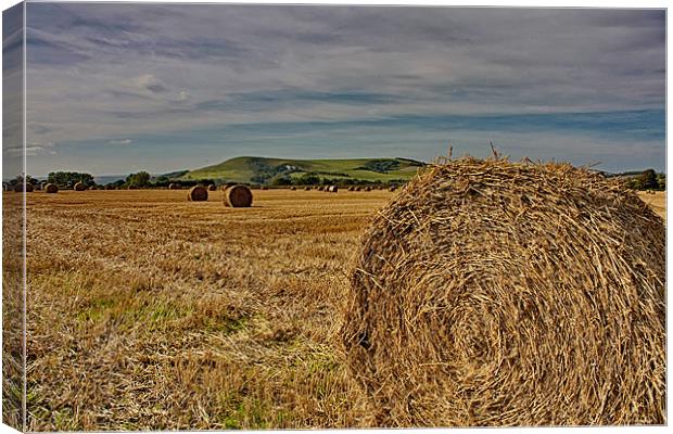 Firle Hay Bales Canvas Print by Phil Clements