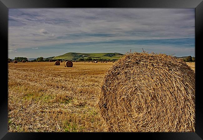 Firle Hay Bales Framed Print by Phil Clements