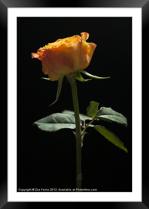 Single Rose Framed Mounted Print by Zoe Ferrie