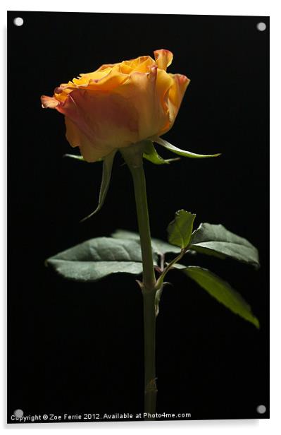 Single Rose Acrylic by Zoe Ferrie