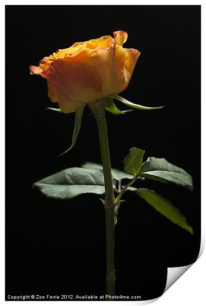 Single Rose Print by Zoe Ferrie
