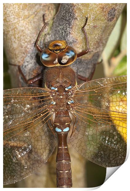 Brown Hawker Dragonfly Print by Oliver Porter