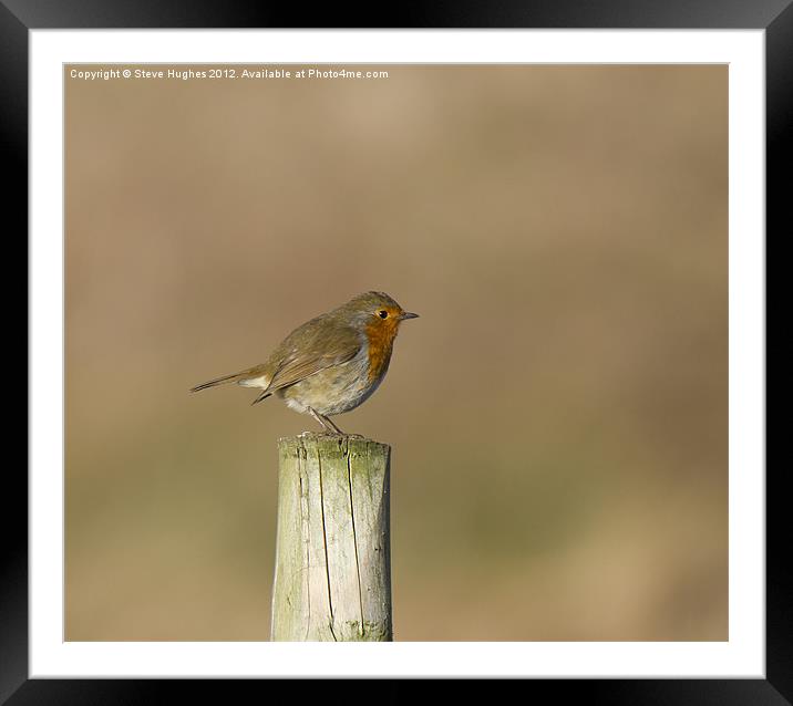 Perched European Robin Framed Mounted Print by Steve Hughes