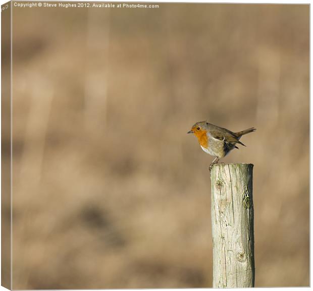 British wildlife perched European Robin Canvas Print by Steve Hughes