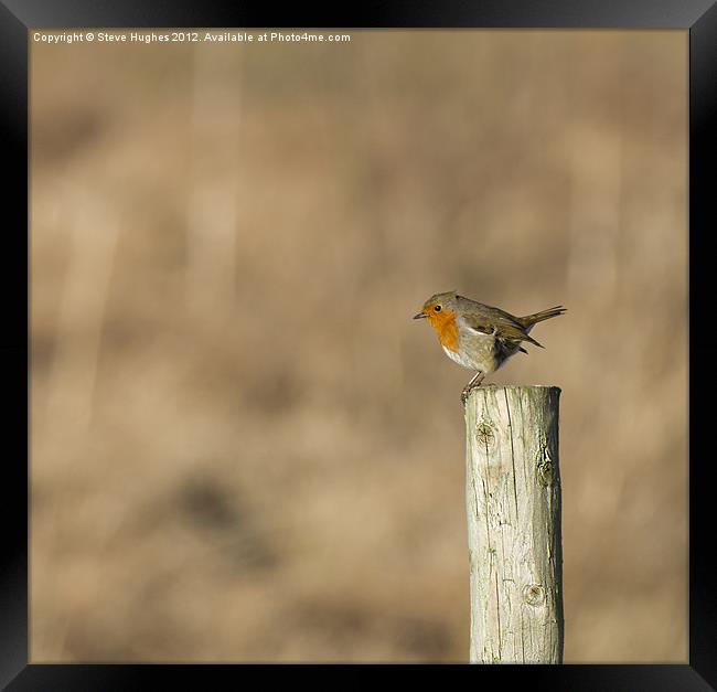 British wildlife perched European Robin Framed Print by Steve Hughes