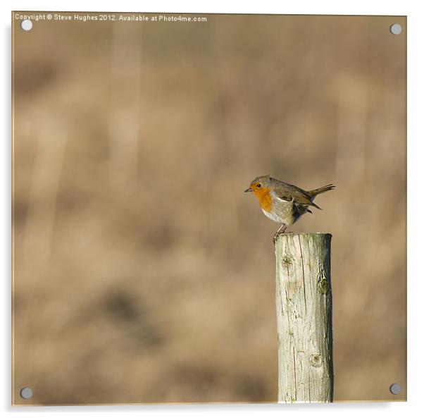 British wildlife perched European Robin Acrylic by Steve Hughes