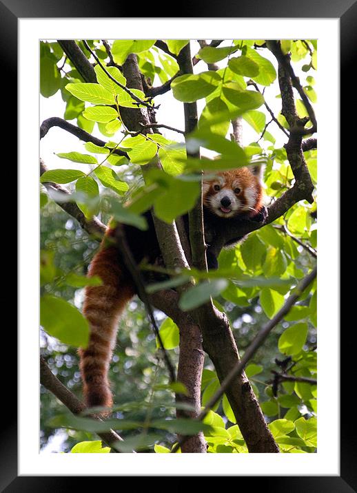 Red Panda Framed Mounted Print by Gemma Davis