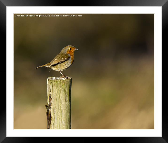 Standing Robin (Erithacus rubecula) Framed Mounted Print by Steve Hughes