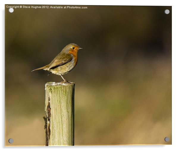 Standing Robin (Erithacus rubecula) Acrylic by Steve Hughes