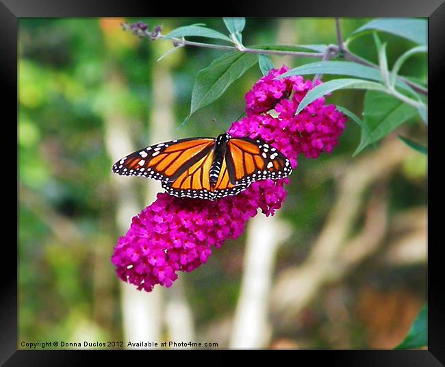 Monarch Butterfly Framed Print by Donna Duclos